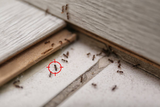 Best Ant Control Services  in Ephrata, WA