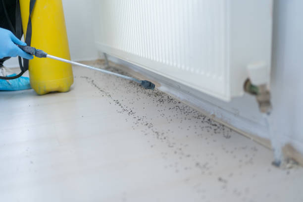 Best Rat Extermination Near Me  in Ephrata, WA